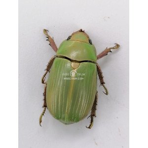 CHRYSINA MODESTA